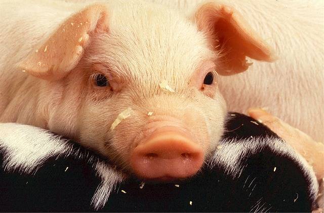 1月22日全国生猪价格多少钱1斤 今天猪肉价格多少钱一斤